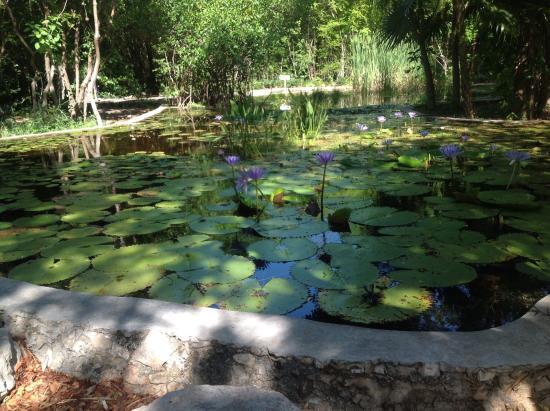 Parque Colonia México
